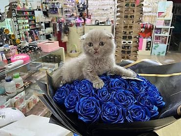 Digər ev dekoru: Məhsul: Dekorativ mavi gül buketi (süni) Təsvir: - Parlaq — 4