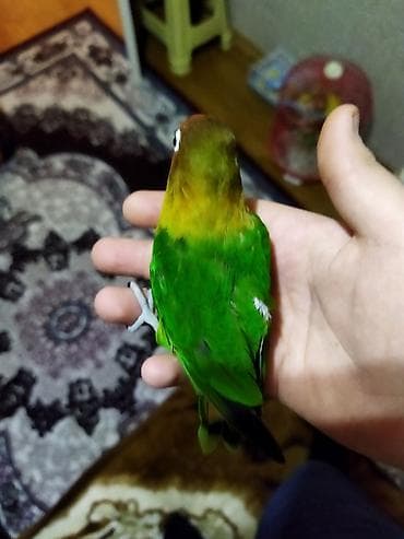 İtlər: Salam pul lazımdır deyə satılır ucuz cüt 8 yumurtası var əl qusudu — 6