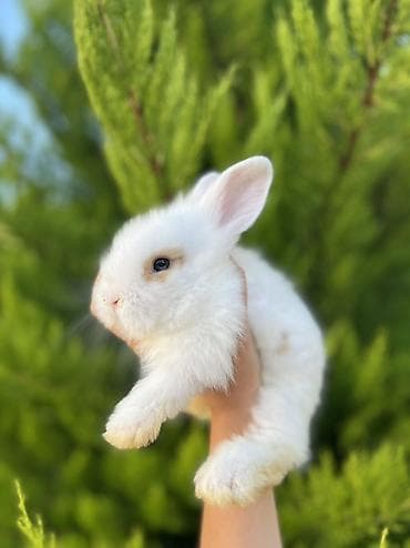 cat tanışlıq: Holland Lop balası satılır. ✅ 1 aylıqdır ✅ Safqan Holland Lop ✅ Tam — 3