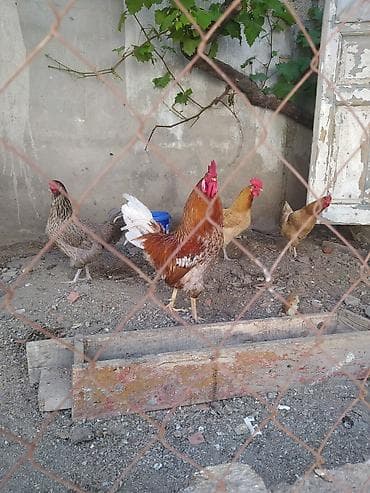 kənd toyuqlari: Toyuq, Damazlıq — 1