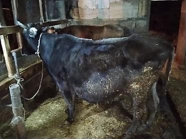 inek satislari: Inək qısırdı — 4