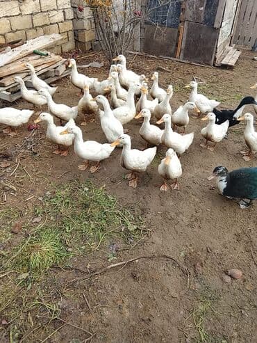 ördək balası və cücə: Salam sağlam heyvanlardı. Ətlik və yumuttalıq cinsidir .3ayları tamam — 1