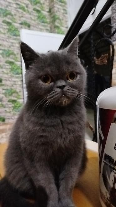 şotland pişiyi pulsuz: Ekzot, Dişi — 6