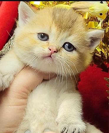 pişik pers: Золотая шиншилла — 2