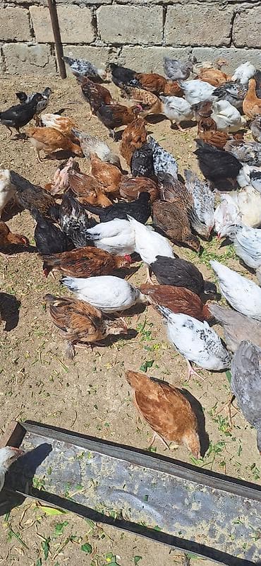 Toyuq cücələri, Damazlıq