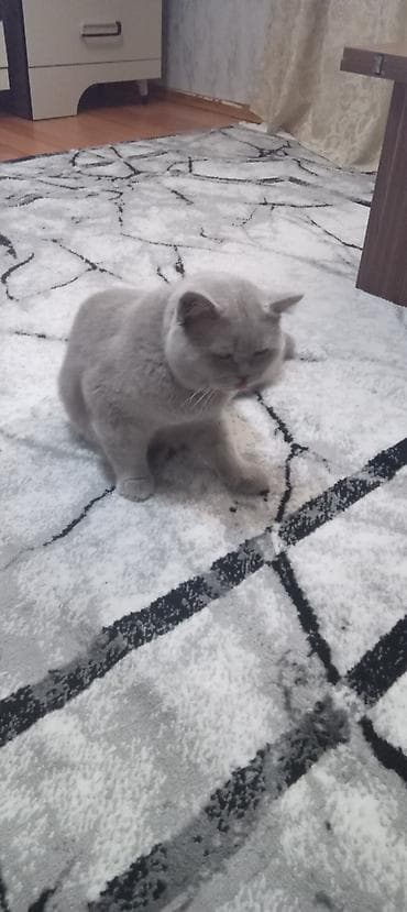 ucuz pişik: Britan, Erkək — 1