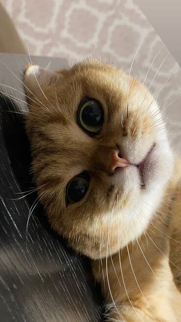 голд шиншилла: Qızıl şinşilla, Erkək, Cütləşmə üçün — 3