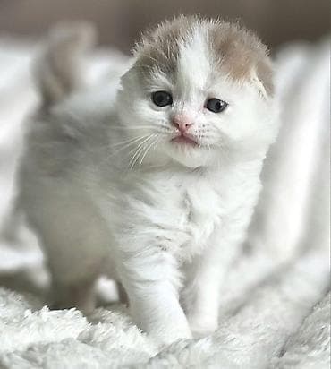 Şotland yastı qulaq