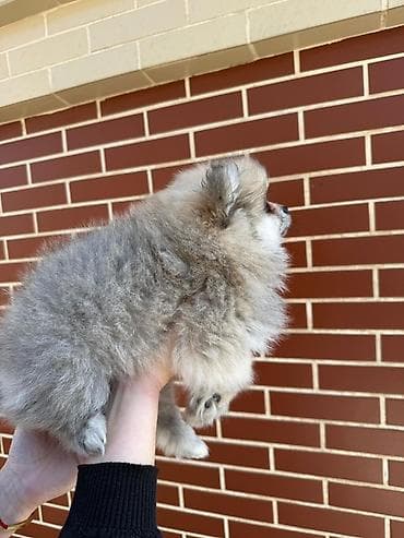 husky balası: Şpitz, Erkek — 4