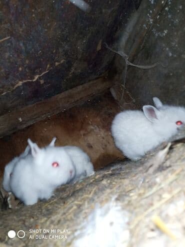dovşan satişi: Hədiyyəlik təcili əsil natura karlik dovşanlar satılır ucuz qiymətə — 3