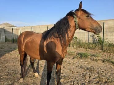 Gəmiricilər: Qarabağ Atı.yaş 3.5 Erkək. unvan Bakı Balaxanı. tam sağlam və təmiz — 1