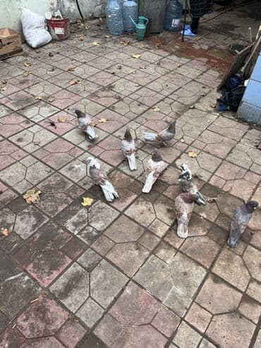 Gəmiricilər: Salam kimə. Lazm olsa Vp yazar 0703721919 — 1