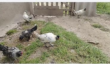 cins inəklərin satışı: Toyuq, Yumurtalıq — 1