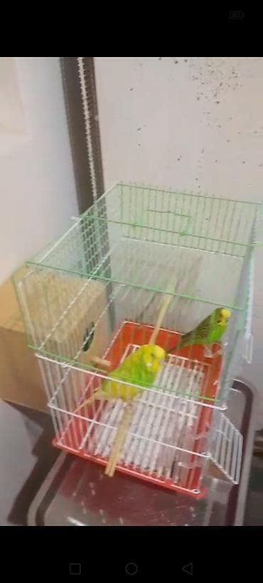 van pisiyi satilir: 050 548 06 66 rasim bəy — 2