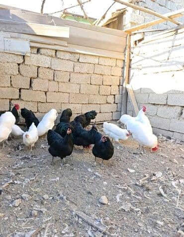 toyuq satisi tap.az: ✅Diqqətlə Oxu ✅ Australorp Toyuq — 2