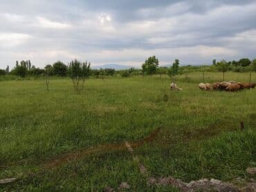 bulbulede torpaq: 16 sot, Kupça (Çıxarış) — 2