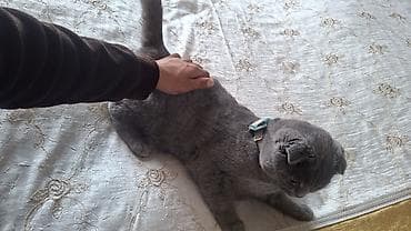 goyercin berde: Məhsul: Pişiklər üçün qəşəng kəpənək-qalstuk Təsvir: - Rəng və naxış — 4