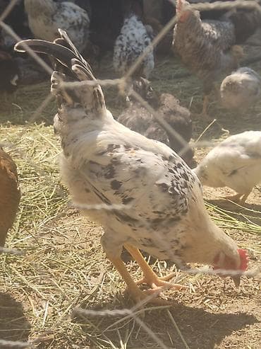 afcarka iti qiymeti: Sifariş üçün yerli fermada bəslənən toyuqlar Məhsul təsviri: - Ev — 1