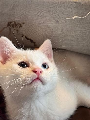 pişim: Ağ tüklü, mavi gözlü balaca pişik balası - Rəng: tam ağ tüklər — 4