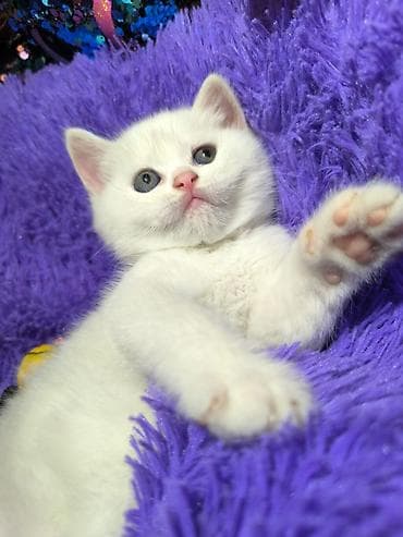 Digər heyvanlar: Britan — 3