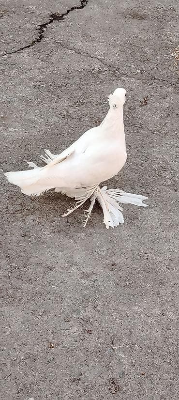 Pişiklər: Erkəy Göyərçindi — 5