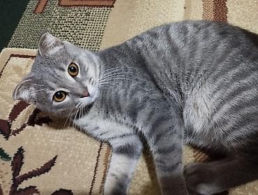 Tabbi, Yaxşı əllərə — 5