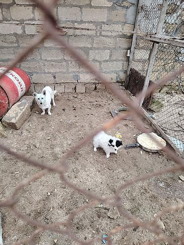 it satişi: Zvonok, 1 il, Dişi, Peyvəndli, Ünvandan götürmə — 2