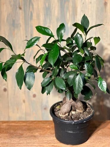 Gübrələr: Otağınıza təbiət gözəlliyi gətirəcək qırmızı anturium bitkisi. Parlaq — 4