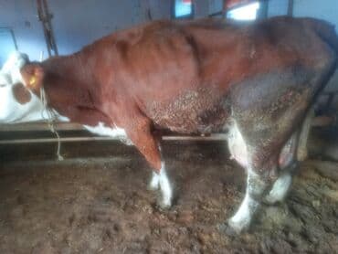 Ördəklər: Əvvəla salam dana satılır çəki ilə kilosu 12 manatdan real alıcılar — 2