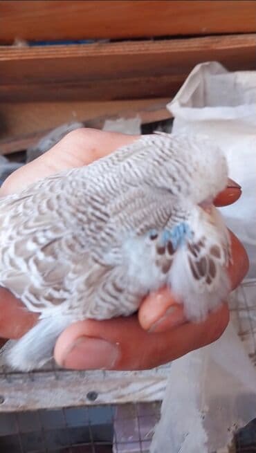 попугай ара цена: Valnisti 10 azn japonic 20 azn sari chex 25 azn shou jumbo 300 azn — 2