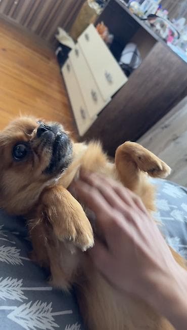 Pekines, 7 ay, Erkek, Peyvəndli, Ödənişli çatdırılma