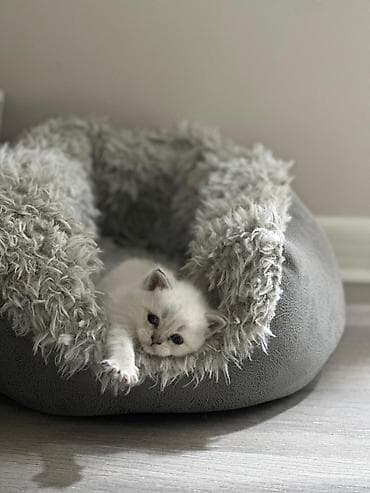 pisik yuvalari: Britan, Yaxşı əllərə, Ödənişli çatdırılma — 3