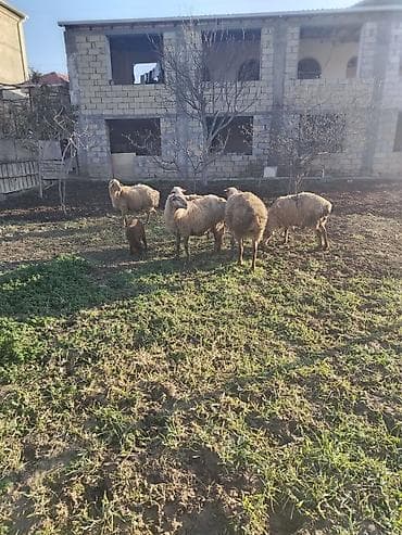 Salam 5 qoyundu biri yani balalidi 4du bogazdi lalafo.az -da Salam 5 qoyundu biri yani balalidi 4du bogazdi