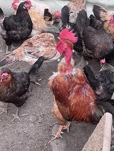 heyvan bazarı tap az: Salam 2 eded heyet xoruzu satılır cütü 60 azn dalaşmırlar bir heyetde — 7