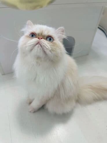 cutles: Fars, Erkək, Cütləşmə üçün — 3