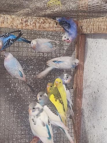 it adlari 2020: Məhsul: Dalğıç (budaq) tutan dalmatin, albino və klassik rənglərdə — 2