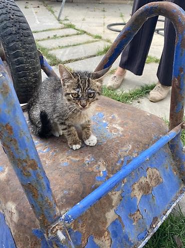 Pişiklər: Pişikler etibarli ellere — 2