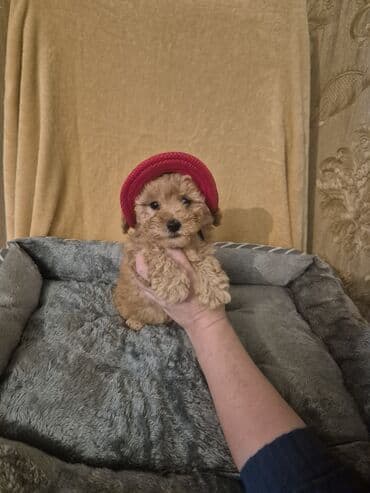 erkey quzular: Pudel, 2 ay, Erkek, Peyvəndli — 7