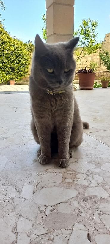 Yaxşı əllərə