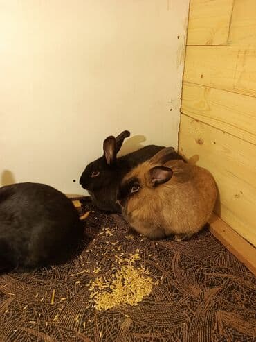 dövsan: Ev dovşanları – 3 ədəd Təsvir: - Şəkillərdə 3 ev dovşanı görünür — 2