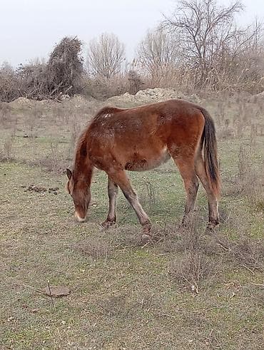 Самец, лет: 1 — 4