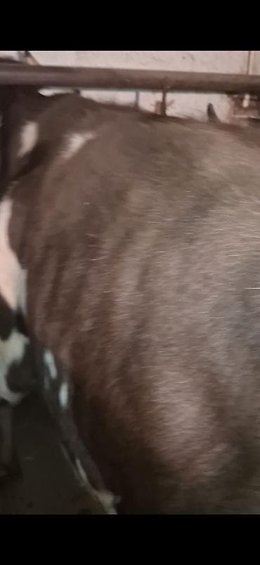 cuceye verilen adlar: Dişi, Holsteyn, Simental, il: 3, 500 kq, Damazlıq, Südlük, Ödənişli çatdırılma — 5