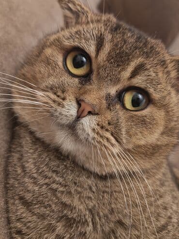 şotlant pisiyi: Şotland yastı qulaq — 3