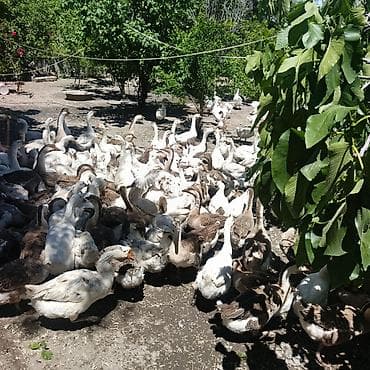 dəniz donuzu satışı: Kürdemir Rayonunda qaz sürüsü satilir. Linda-Kuban-Xalmaqor sortu — 5