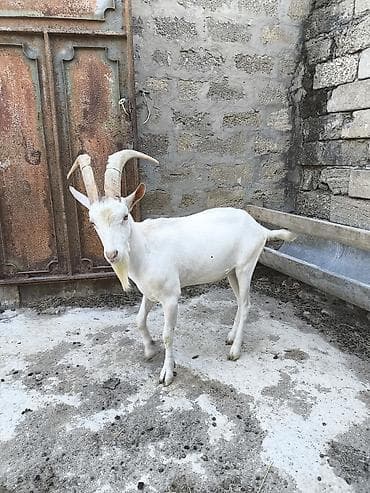keci: Təmiz orginal Sani təkəsidi 1 yaşı var 6 litir süd verən keçin — 4