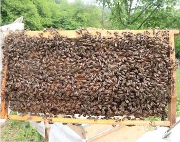 Arı ailəsi satılır cinsi; karnika bakfast tam sağlam arılardır bütün lalafo.az -da Arı ailəsi satılır cinsi; karnika bakfast tam sağlam arılardır bütün