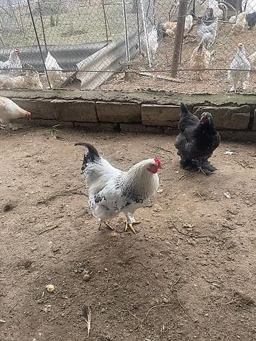 ari mumu satilir: Qarisiq Brama xoruzlar Qiymetler:35-60 - Ayaqları lələklı, iri — 5