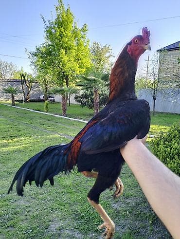 cücə yemi: Cücələr – Uzunboyun, qırmızı-qara rəngli cinsi xoruz - Növ — 1