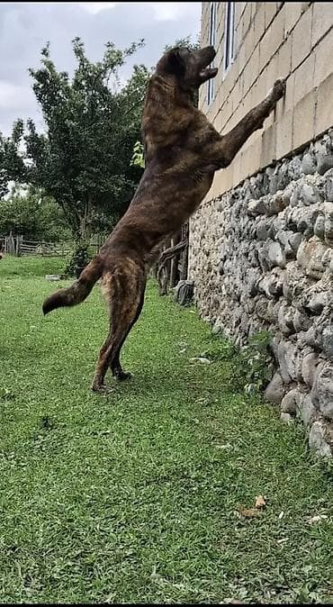 it üçün qəfəs: Salam olsun her kese 3 yaşdan yuxaridi it boyu 80+ çəkisini bilmirəm — 2