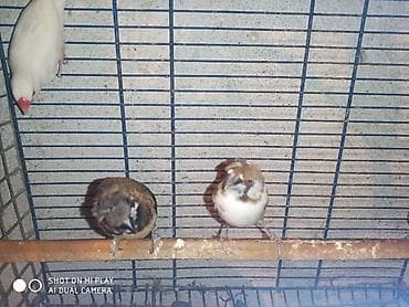 pisik satilir: Amadinlər satılır risovka amadin yapon zebra amadinləri — 4